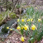 Chalet Nature Ressourcement 15 Pers 4 Etoiles Vosges-Gerardmer * 勒索里