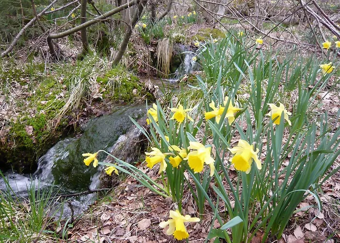 Chalet Nature Ressourcement 15 Pers 4 Etoiles Vosges-Gerardmer * 르톨리