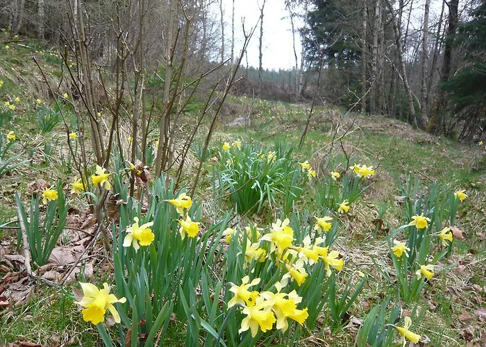 펜션 Chalet Nature Ressourcement 15 Pers 4 Etoiles Vosges-Gerardmer